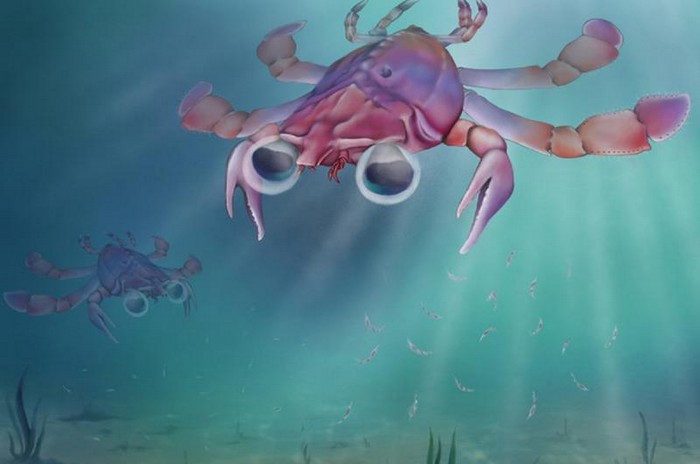 uncommon crab