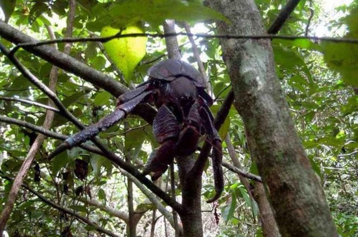 uncommon crab on a tree