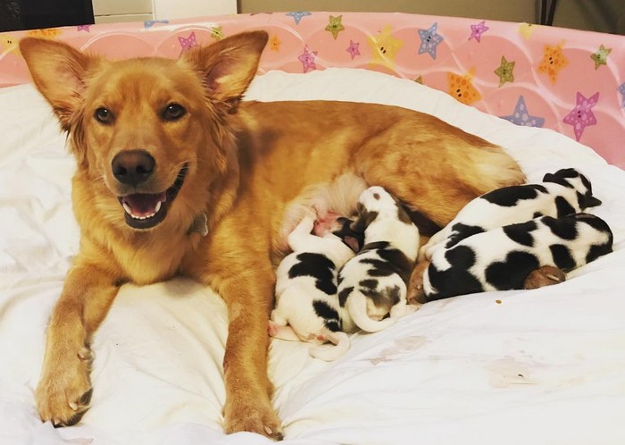 Golden Retriever Puppies